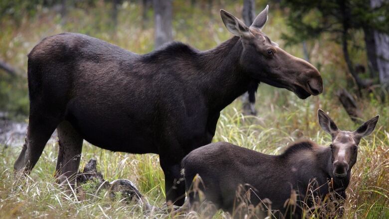 A mother moose and a young moose stand in a grassy area with trees in the background