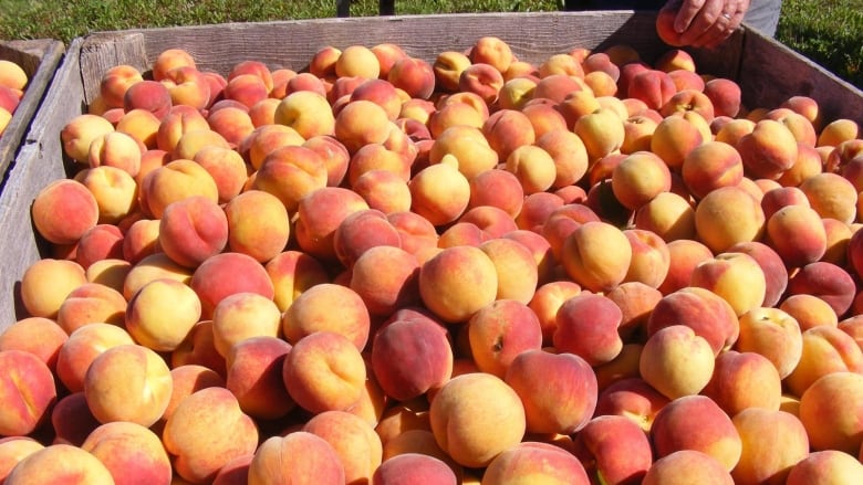 A large wooden box of bright peaches.