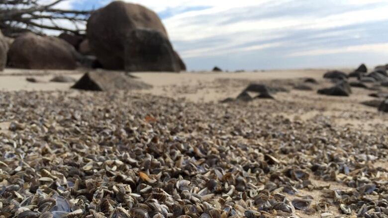 Clusters of shells blanket a beach.