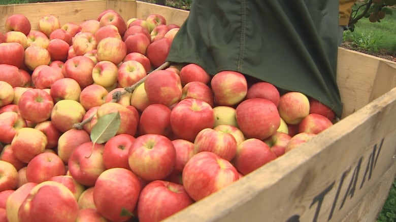 A barrel of honeycrisp apples.