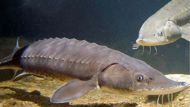 Two large fishes are seen in fresh water.