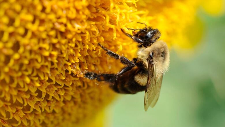 bee closeup