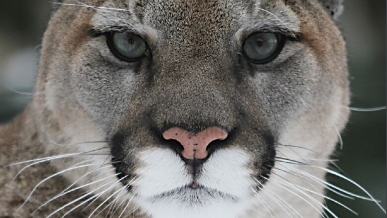 a close up shot of a cougar's face