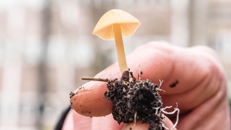 A person holds up a tiny white mushroom in their hands.