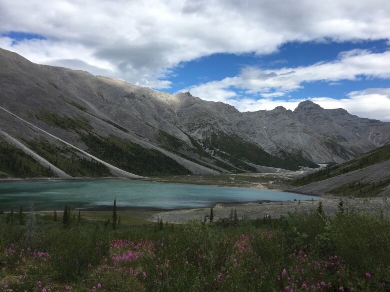 A bright-blue lake with grey mountains in the background and foliage in the foreground, including pink flowers. 