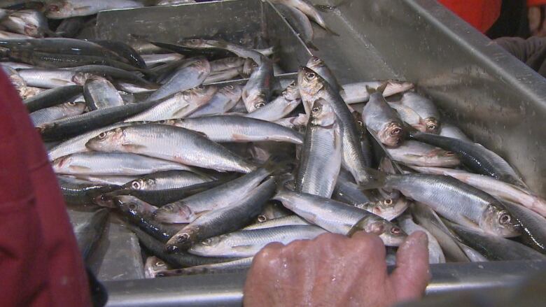 A hand holding onto the edge of a crate full of herring.