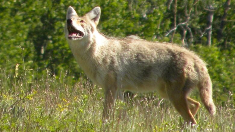 Coyote in the wild, it has brown fur.