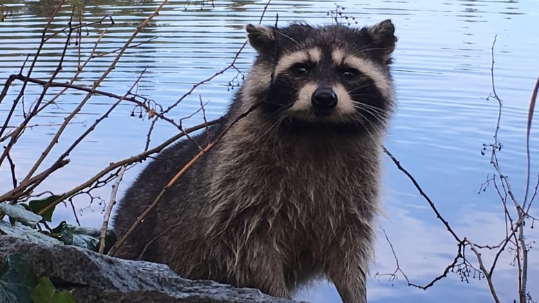 A wet raccoon stands on the edge of a water installation at a city park.