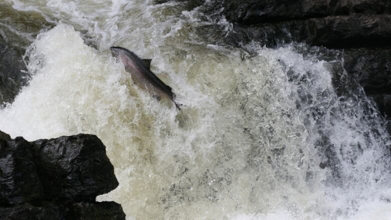 An Atlantic salmon jumps out of the water as it makes its way up a water fall. 