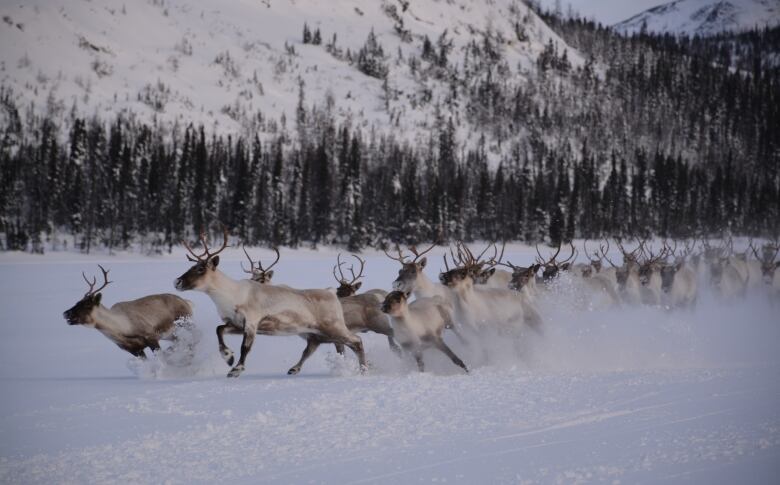 A herd of caribou running across a snowy field. 