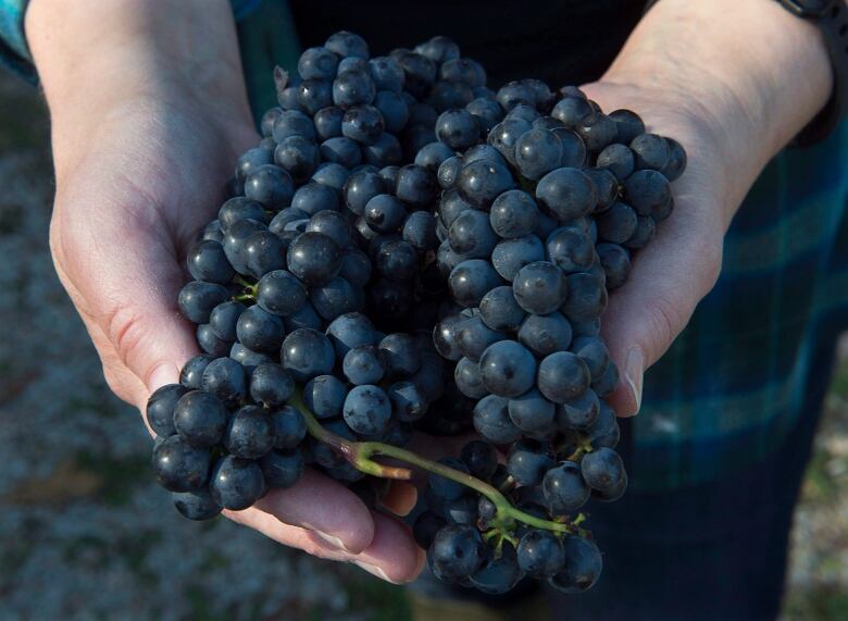 A handful of grapes.