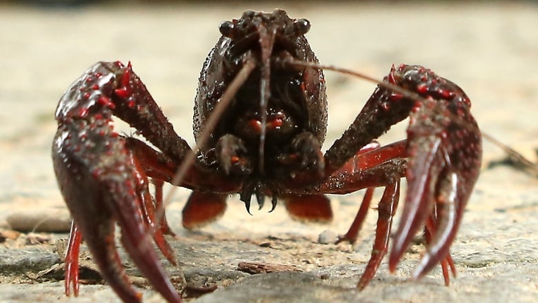 A dark red crawfish is seen up close