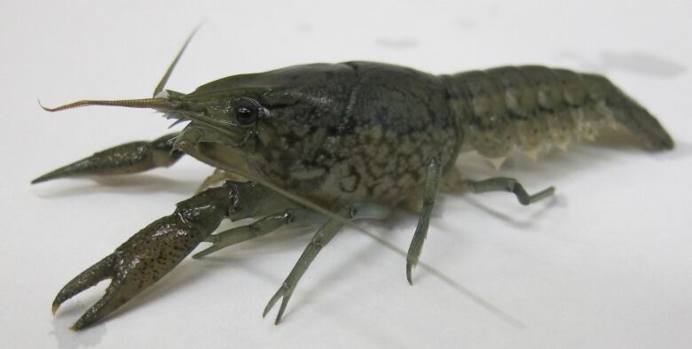 A green-grey crayfish