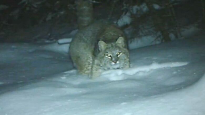 A small cat-like animal is caught on camerat night in the snow.