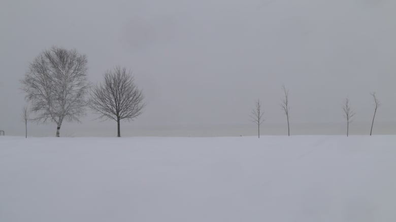 A snow-covered field is shown with a few trees present.