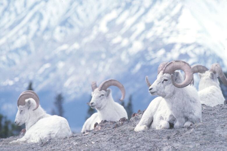 A group of Dall sheep sit on a mountain.