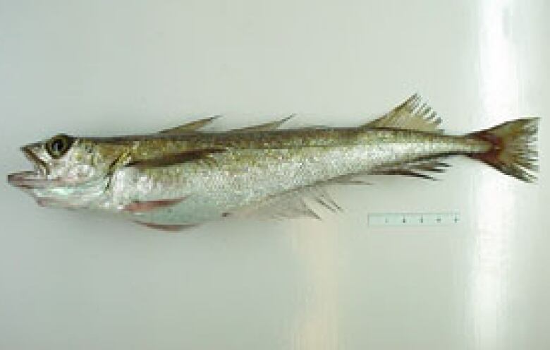 A silver fish against a shiny white background.