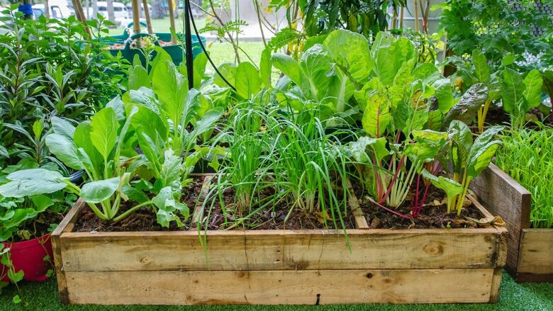 A small garden in a wooden box.