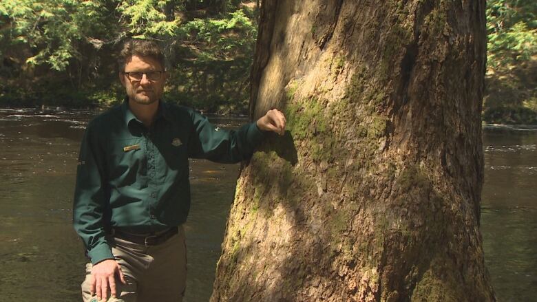 A man in a Parks Canada uniform stands beside a hemlock tree, in front of a stream.