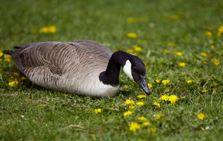 A goose in the grass.