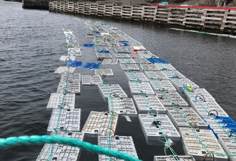 lobster crates in the water