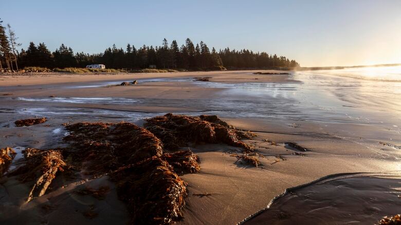 Rocks on a beach. There are trees in the background. The sun is reflecting off the water to the right, and a RV is in the background to the left.