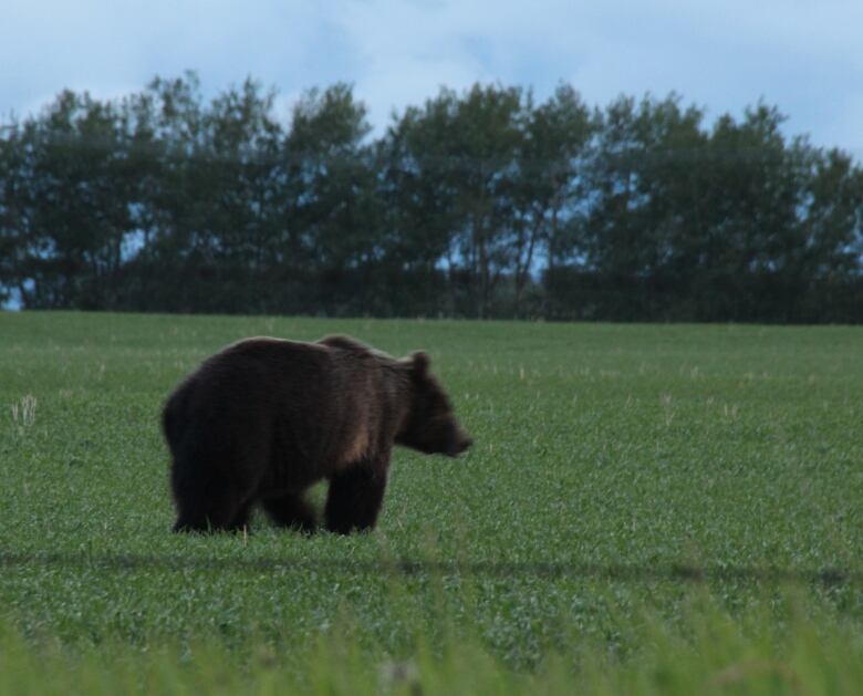 Anne Woods spotted this animal, which she believes is a grizzly bear, wandering the perimeter of her property west of Didsbury, Alta., late last week.