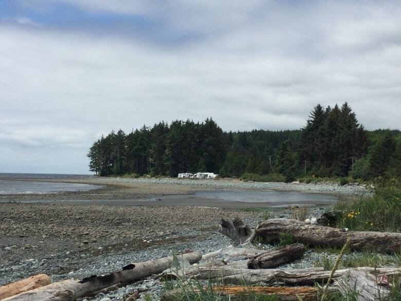 A rocky beach covered in driftwood, with a forest in the background. 