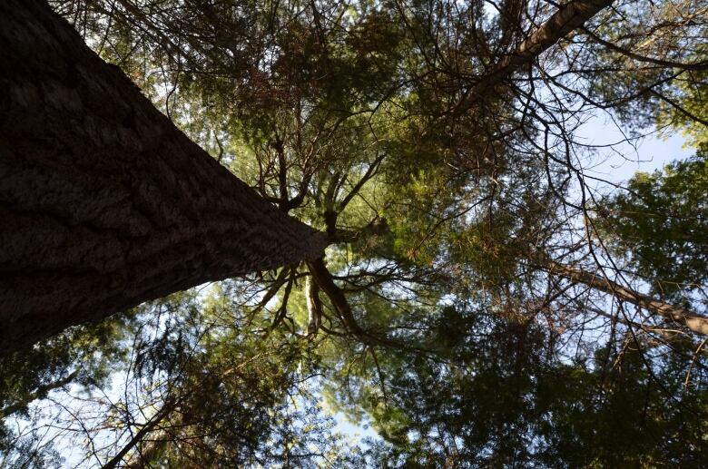 An evergreen tree is pictured in an angle looking up the trunk towards the canopy with branches fanning against a blue sky