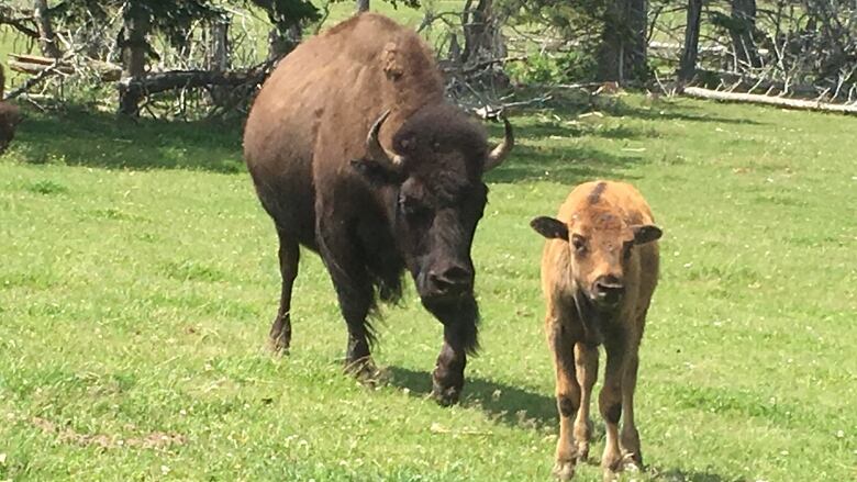 A buffalo and calf roaming a green pasture.