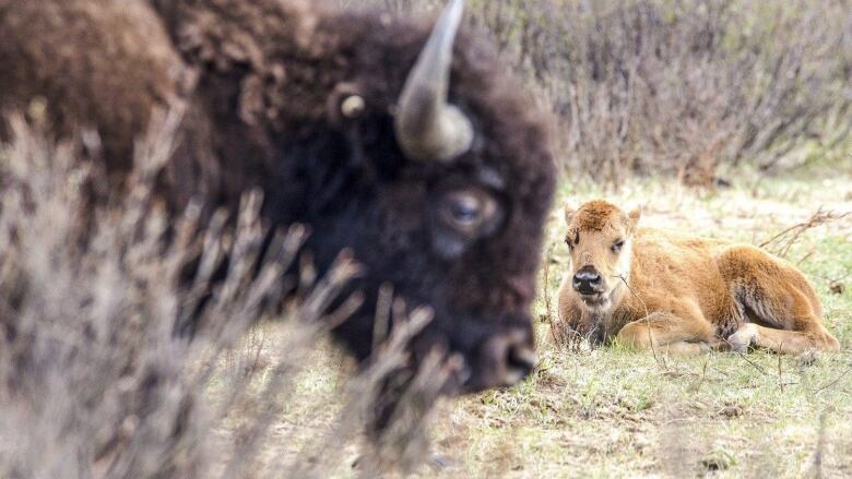 A bison calf rests while its mother watches in Banff National Park in a handout photo from Parks Canada. THE CANADIAN PRESS/HO-Parks Canada-Karsten Heuer