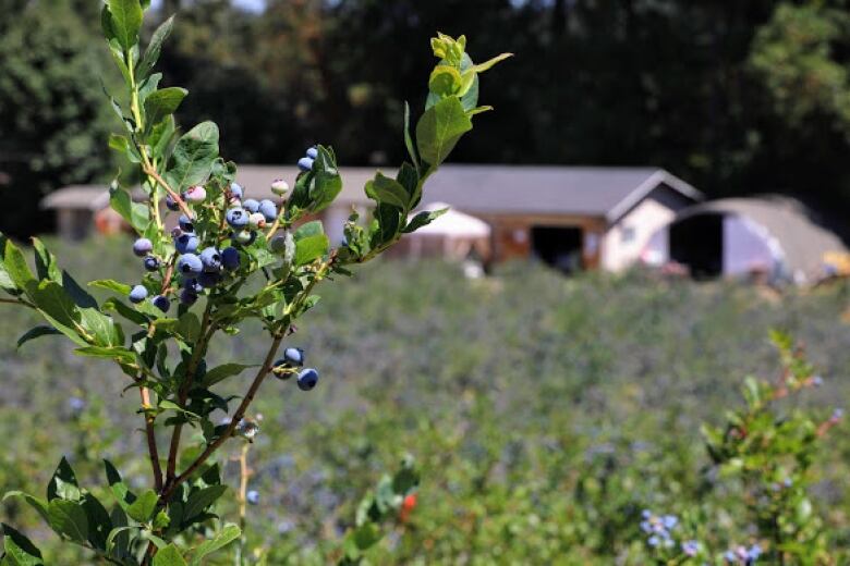 Blueberries are pictured being grown on a farm.