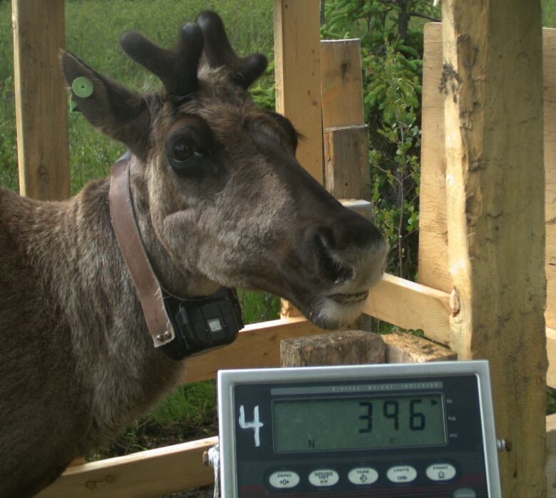 A caribou calf being weighed.