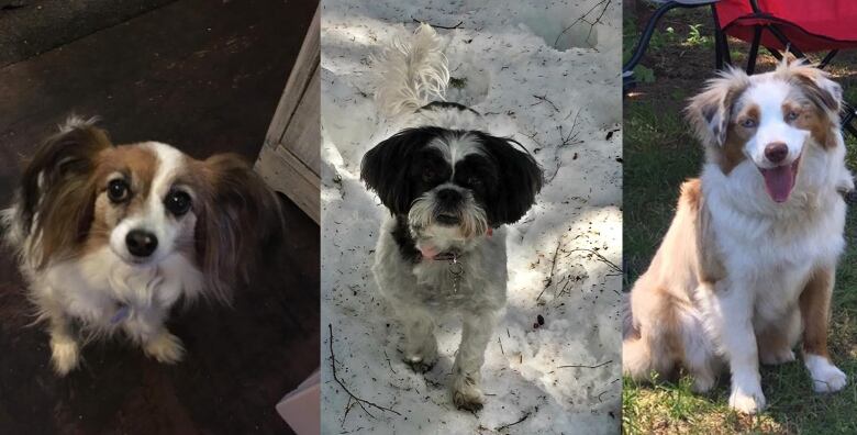 Side-by-side compilation of pictures of three dogs. 