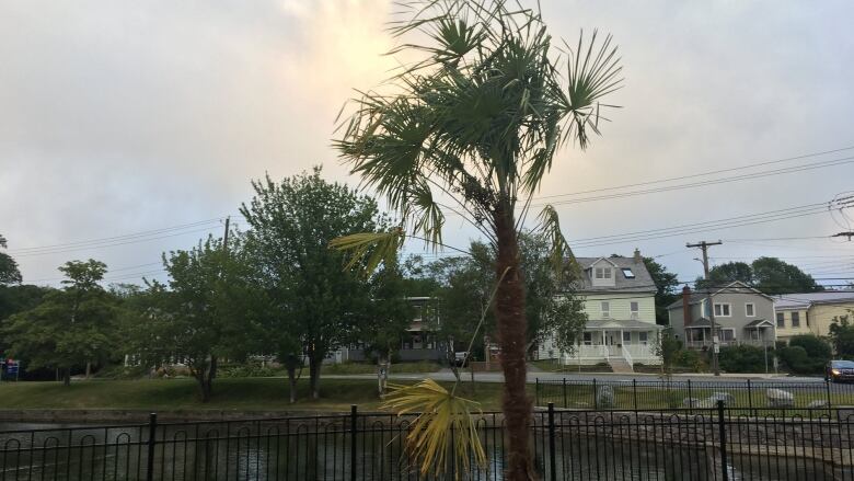 A palm tree in front of a pond and houses.