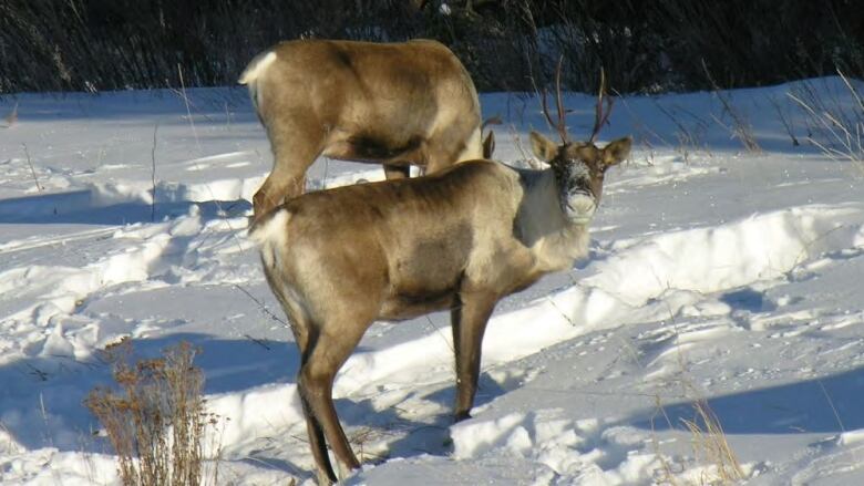 Two caribou stand in snow. One is looking directly at the camera. The other is standing behind and is bent over, so its head can't be seen.