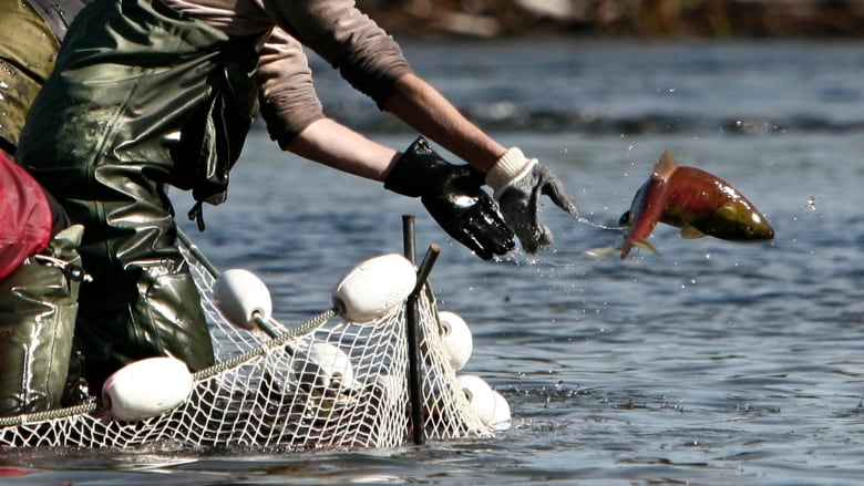 A fisherperson lets go of a salmon