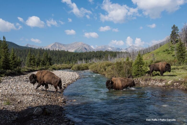 Banff bison cross the Panther River. For the next three years, bison will be free-roaming a large area in the remote eastern slopes of Banff National Park, Parks Canada said Thursday.