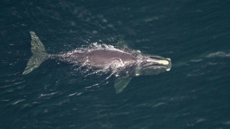 An aerial shot of a North Atlantic right whale.