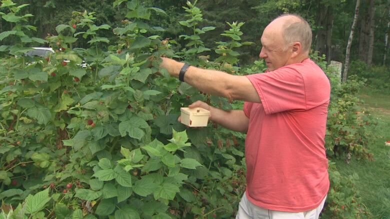 David Walker picks raspberries from one of the bushes at the farm.