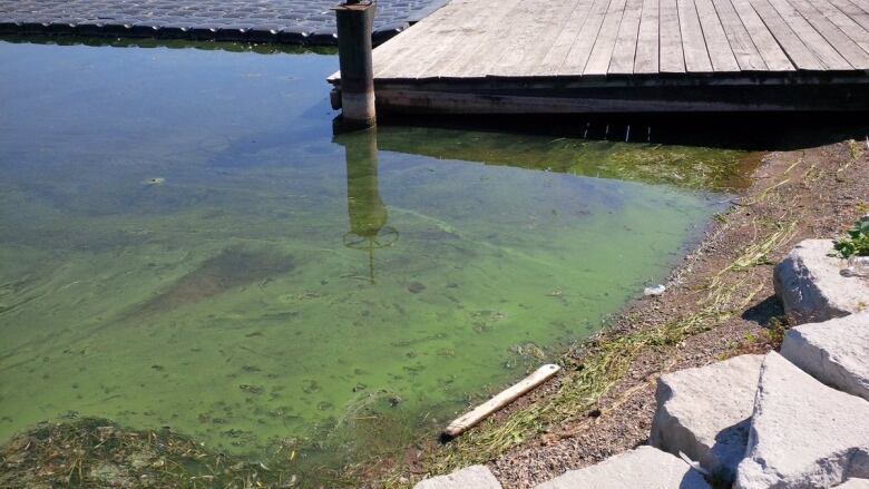 Toxic algae