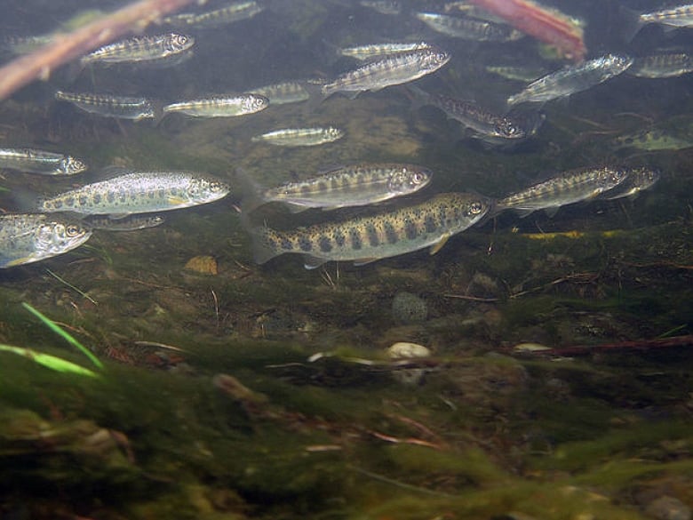 Chinook salmon.