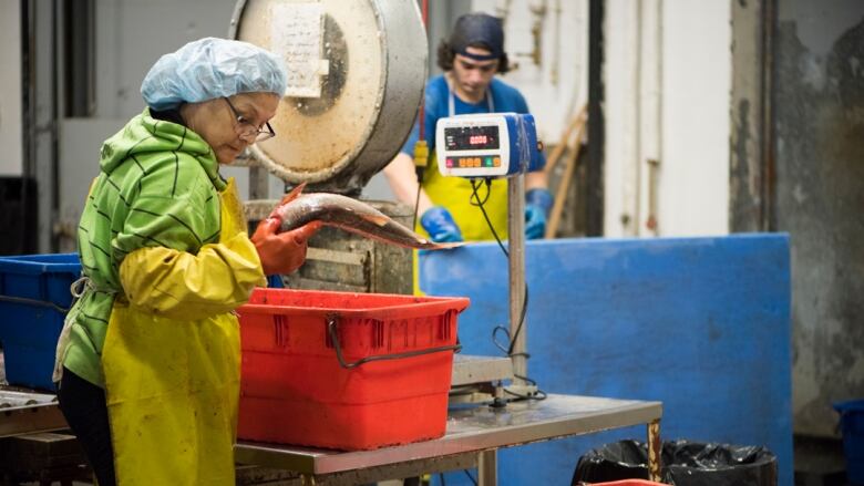 Two workers in gloves and smocks are seen working inside a fish plant. One woman is holding a fish over a plastic bin.