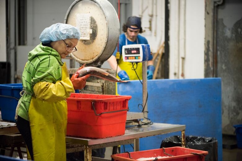 Two workers in gloves and smocks are seen working inside a fish plant. One woman is holding a fish over a plastic bin.