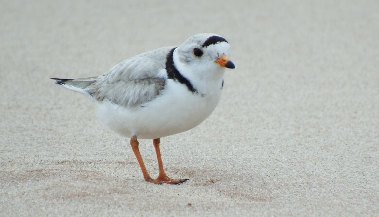 A piping plover on a beach 