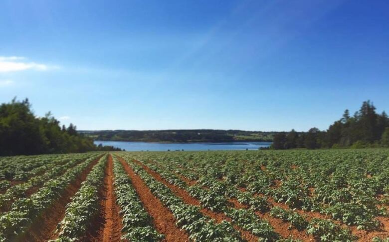 P.E.I. potato field with a view down to the water.