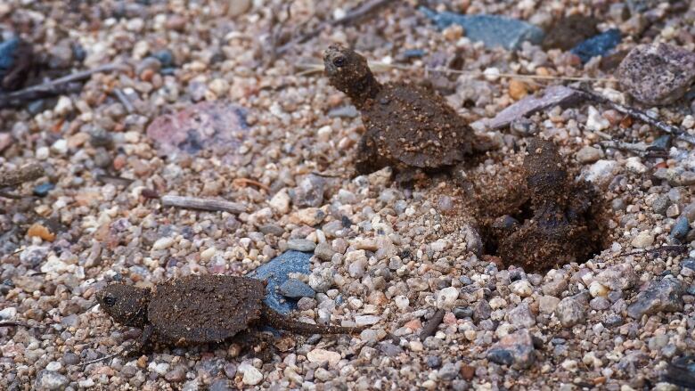 Three baby snapping turtles.