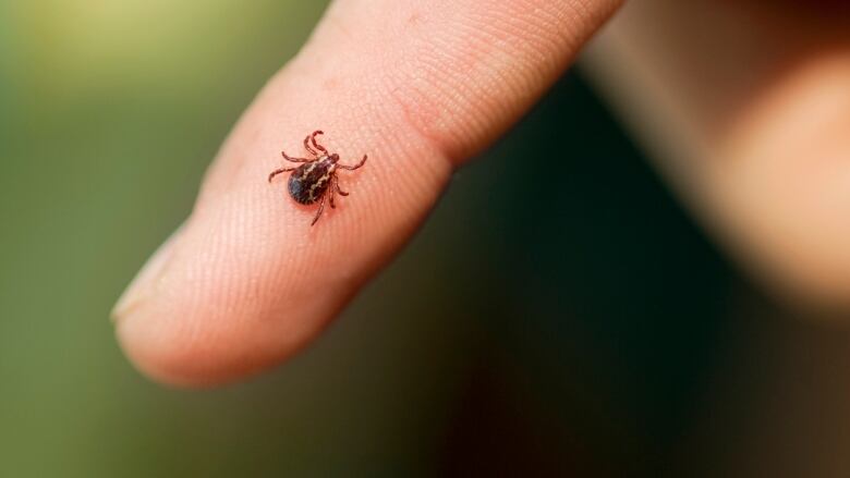 A wood tick on a finger.