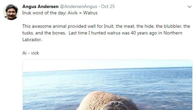 A social media post showing an image of a walrus on a rocky shore.