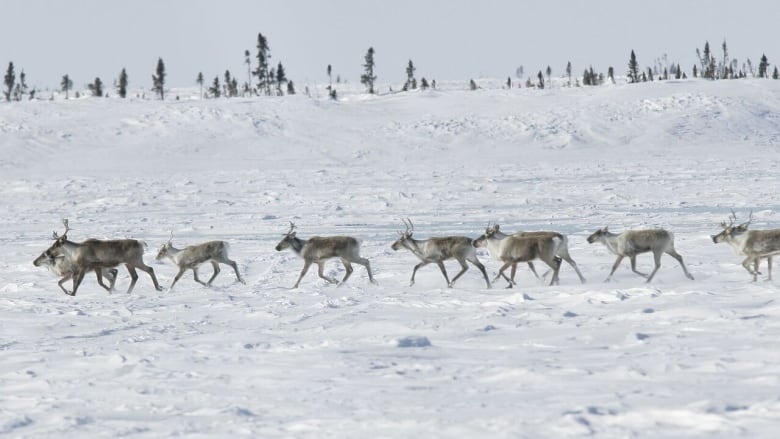 Caribou walking in a group in the snow